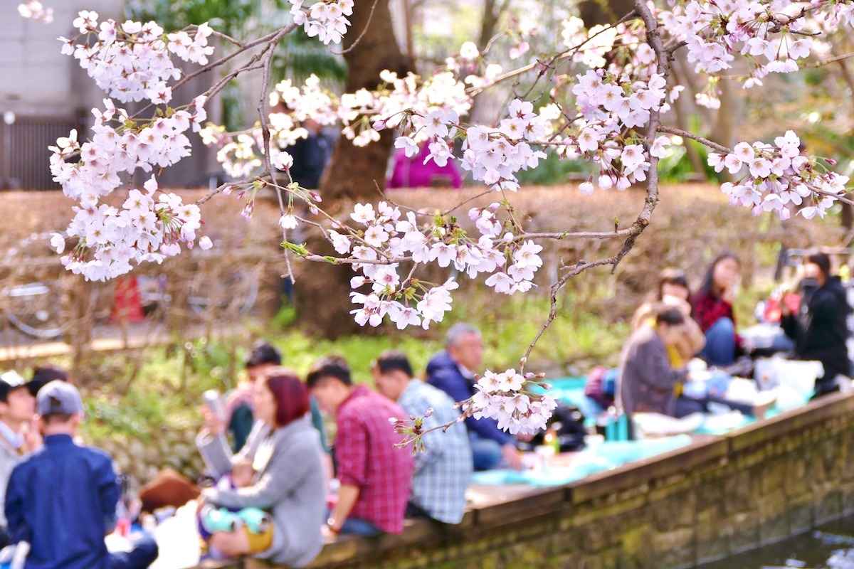 日本的赏樱传统