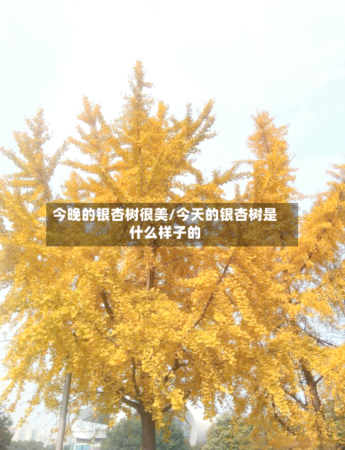 今晚的银杏树很美/今天的银杏树是什么样子的-第3张图片